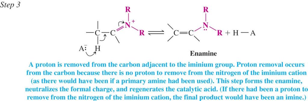 Enamines Secondary amines cannot form a neutral imine by loss of a second