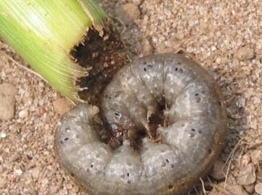 First Sign of Effective Predatory Insects Cutworms Tops of seedlings look cut-off, older plants may be tilted over or wilting Cutworms are around one to two inches