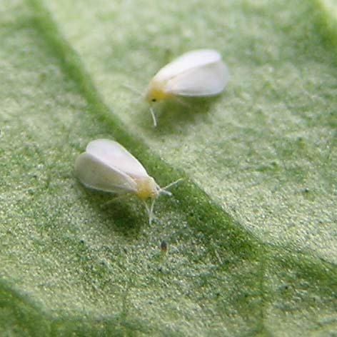 Whiteflies Chlorosis and necrosis of the leaves Pure white, looks like small moth, usually lay about 200 eggs at a time on leaf