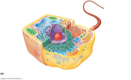 Organelles Mitochondrion: Cellular respiration, main site for energy production (ATP).