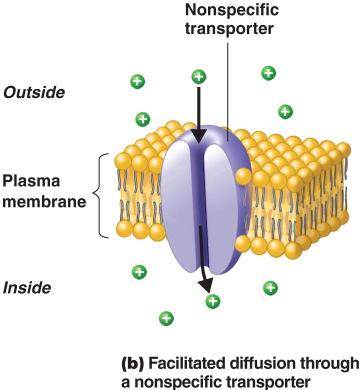 Transport: Special Types of Diffusion ** ANIMATION Passive Transport: Principles of