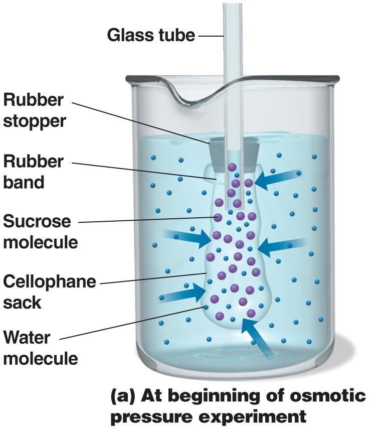 17b-c Movement of Materials across Membranes Osmosis: The movement of water across a