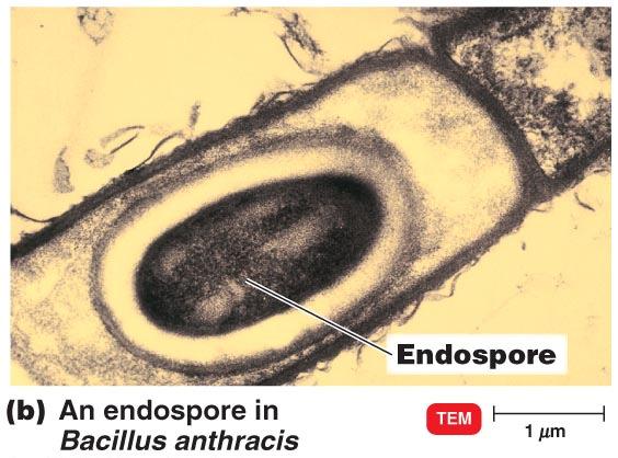 Endospores Resting cells Resistant to desiccation, heat, chemicals, radiation.
