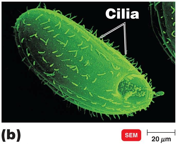 Flagella and Cilia Flagella are few and long in relation to cell size; cilia are numerous and short.
