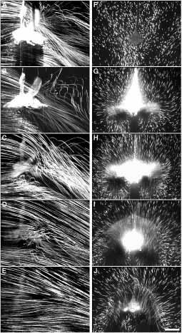 2090 M. H. DICKINSON AND K. G. GÖTZ Fig. 2. Long-exposure images indicate the boundaries of the vortex stack generated by a fly.