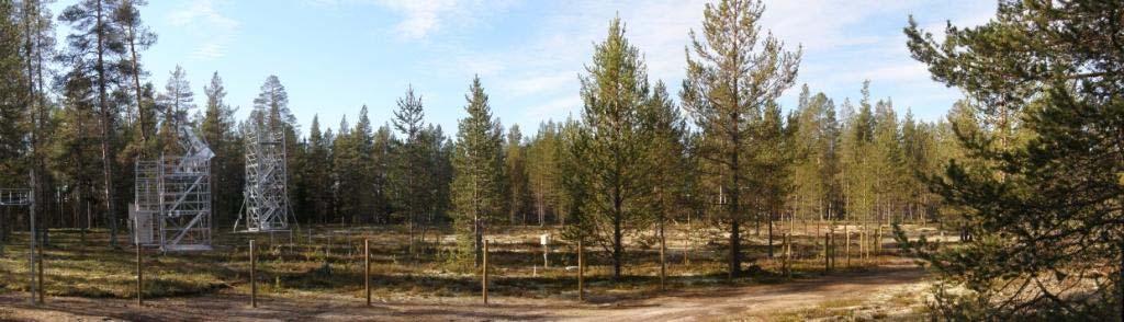 270 E Site typical boreal coniferous forest on