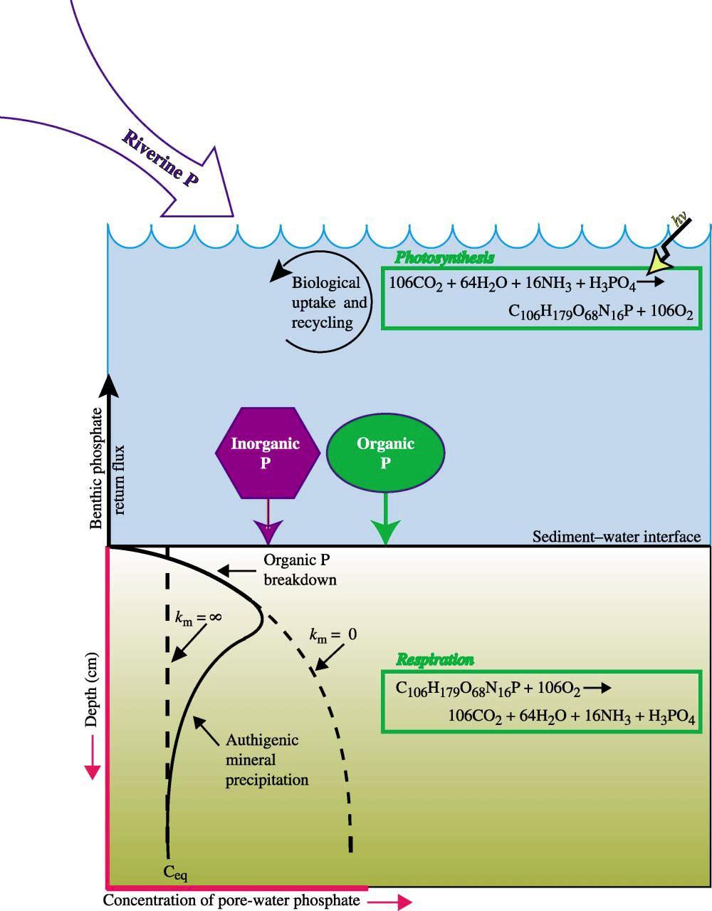 4. Marine environment In pelagic sediments P deposition is dominated by secondary P minerals Authigenic carbonate fluorapatite