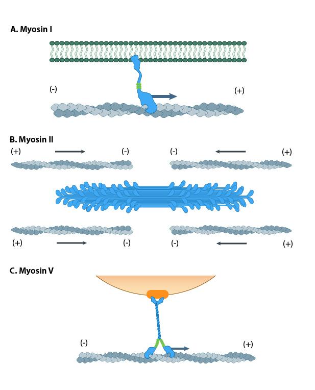 Actin based motors: myosins Each myosin molecule: binds/moves on a single filament moves in only one