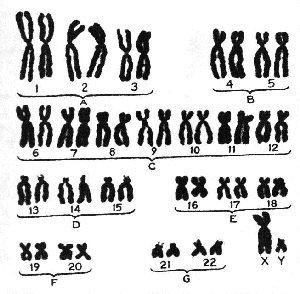 Karyotypes (humans