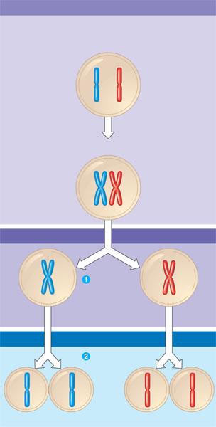Meiosis 2) Tetrads on metaphase plate 3) Separation of homologous