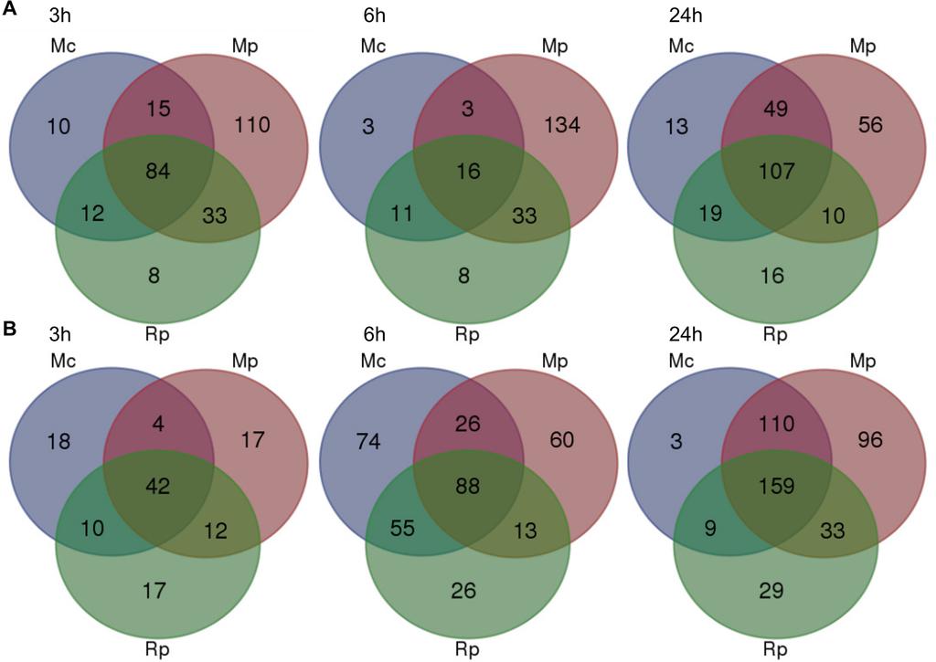 Host and Non-host Responses to Aphids Fig 3. Overlap of Arabidopsis differentially expressed genes across different aphid interactions.