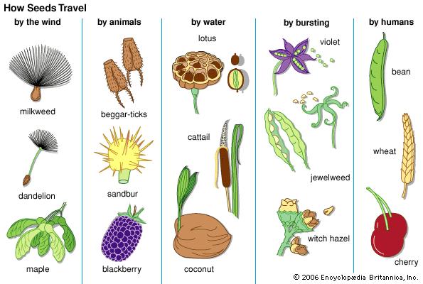 SEED ADAPTATIONS For plants to survive, seeds