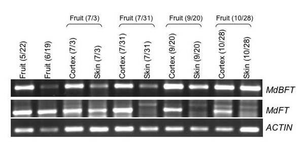 Fig 3. Expression pattern of MdMFT, MdBFT, and MdFT in different parts of the mature flower. We also analyzed expression of those genes expressed in the fruit (MdFT and MdBFT; Fig.