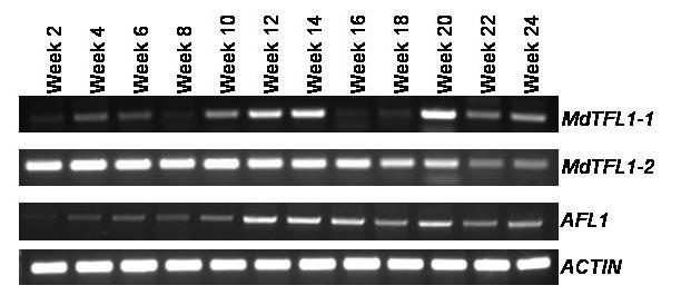 Fig 5. Expression of MdMFT and MdTFL1-1 in different stages of seed development.
