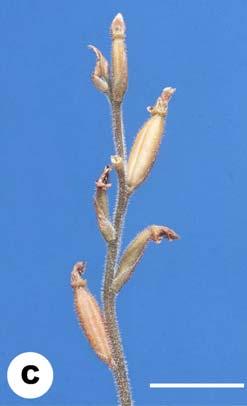 Inflorescence terminal; peduncle 15-24 cm long, nearly glabrous at base, hairy toward apex, with 4-5 sheathed bracts, lower bracts glabrous, upper ones with short hairs at back, ciliate at margins,