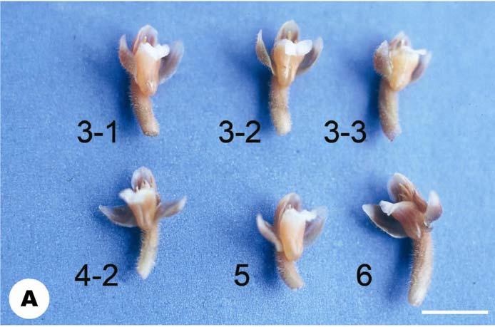 270 TAIWANIA Vol. 51, No. 4 Fig. 4. Erythrodes triantherae C. L.Yeh et C. S. Leou. A: Flowers in face view, showing the variation in lip shape.