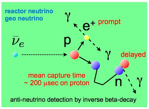 Antineutrino Detection inverse beta decay ν e + p e + + n coincidence signature prompt e + and delayed neutron