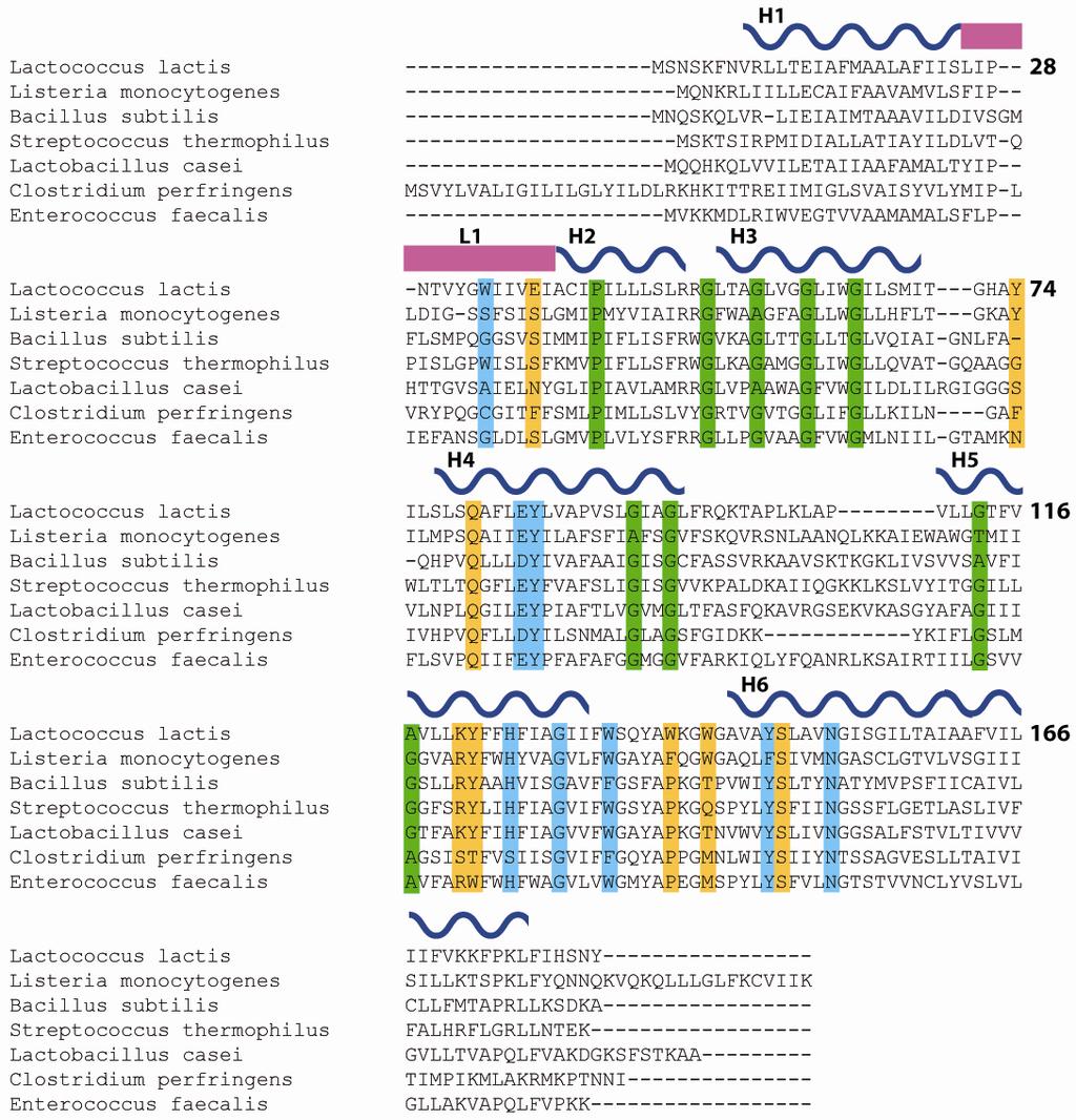 Supplementary Figure 2. Sequence alignment of L. lactis ThiT with orthologs from various bacterial species. The position of the transmembrane helices in L.