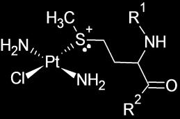Possible amino acids