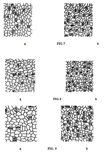Journal of Ecobiotechnology 2011, 3(9): 17-22 19 6) Mina lobata Cerv: (Fig.6 a-b) Leaves amphitomatic. Leaf -adaxial: Stomata mostly paracytic; orientation random, distribution difuse. S.I. 8.46.