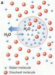 A high concentration of a solute makes a solution hypertonic relative to the concentration of solutes in a cell.