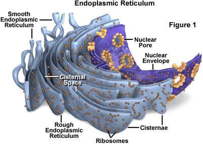 Endoplasmic Reticulum (ER) System of internal membranes that transport proteins and other substances through the cell.