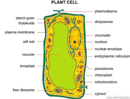 Cell wall Helps support, protect