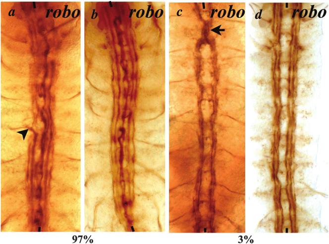 Slit-Robo and Netrin-Fra Signaling in the Drosophila CNS 2241 Figure 6. Escaper embryos homozygous for robo have nearly normal longitudinal tracts. Embryos are stained with Fas II antibody.
