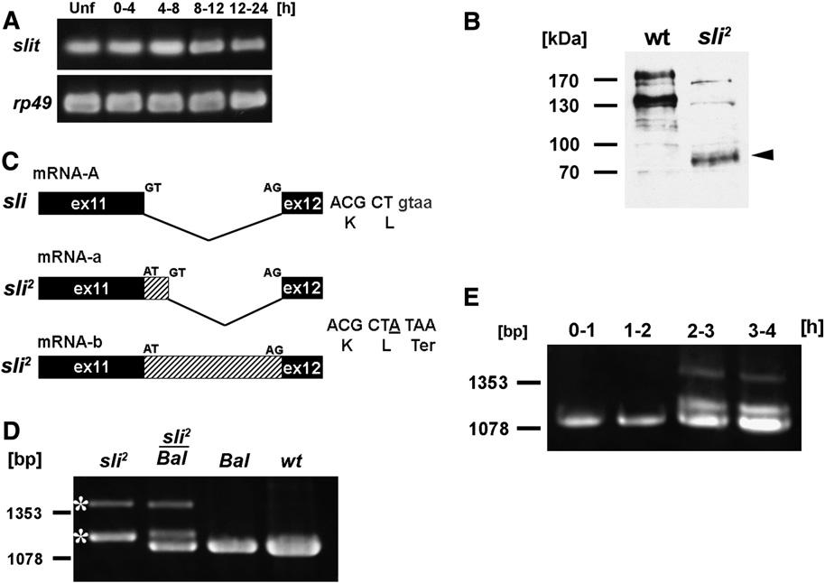 Slit-Robo and Netrin-Fra Signaling in the Drosophila CNS 2243 Figure 10. Molecular characterization of sli. (A) Maternal deposition of sli mrna.