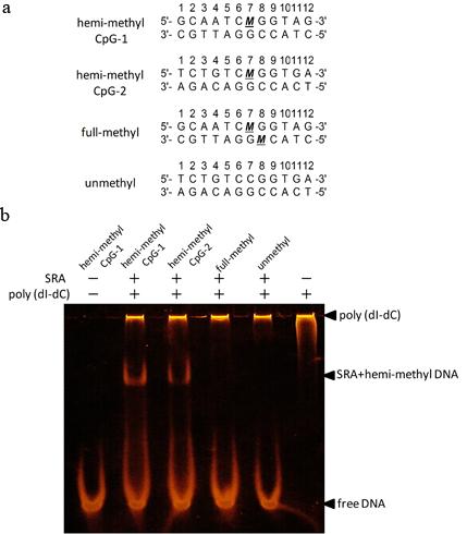 Supplementary Figure 1 Specific binding of SRA to the hemi-methylated DNA.