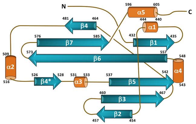 Supplementary Figure 2 Folding topology diagram of the SRA domain in the hemi-methylated DNA-bound state.