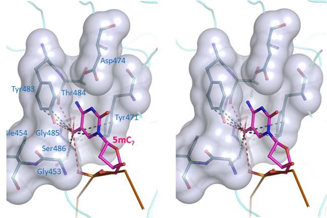 Supplementary Figure 6 Recognition of the 5mC 7 methyl group by the SRA residues. Stereo view of the 5mC 7 binding pocket in the SRA domain.