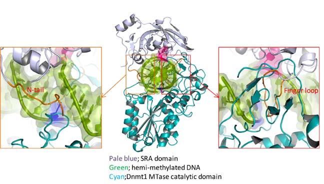 Supplementary Figure 7 A conjectural model of the catalytic domain of Dnmt1 bound to DNA containing. Hemi-methylated CpG site The model is overlaid on the structure of the SRA-DNA complex.