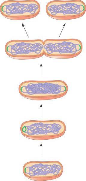 9. Define binary fission and label the diagram below: 1 2 3 4 10. Discuss the hypothetical evolution of mitosis. 11.