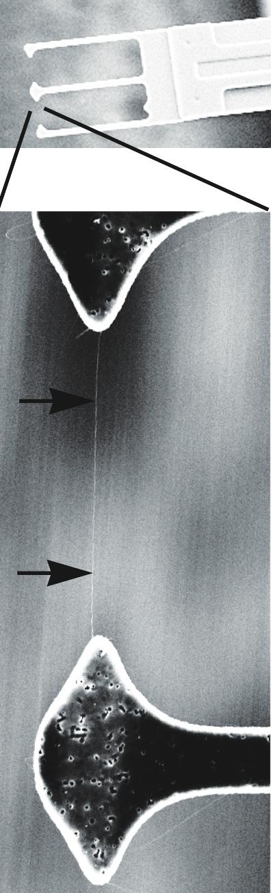 (b) Optical image of the forks aligned and pressed over source drain contacts during the transfer process.