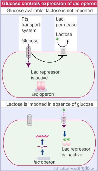 35 Influence of Glucose on expression of lac Operon Glucose