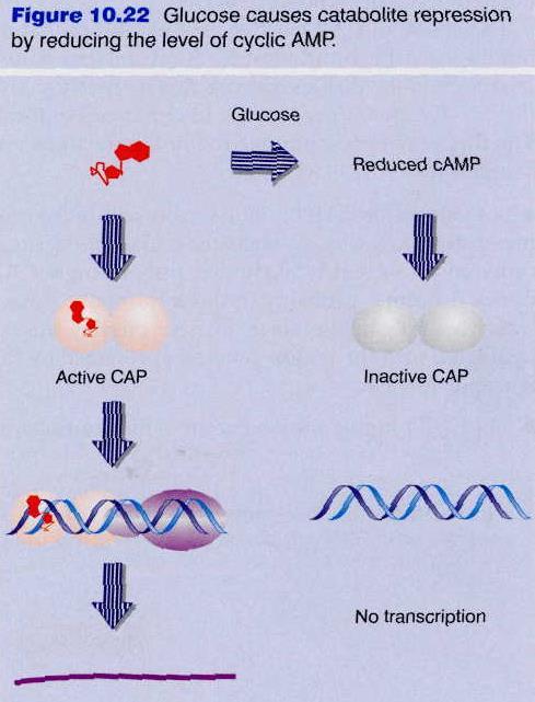 36 Carbon Catabolite Regulation Cyclic AMP acts as an inducer CAP (CRP) protein is a positive acting
