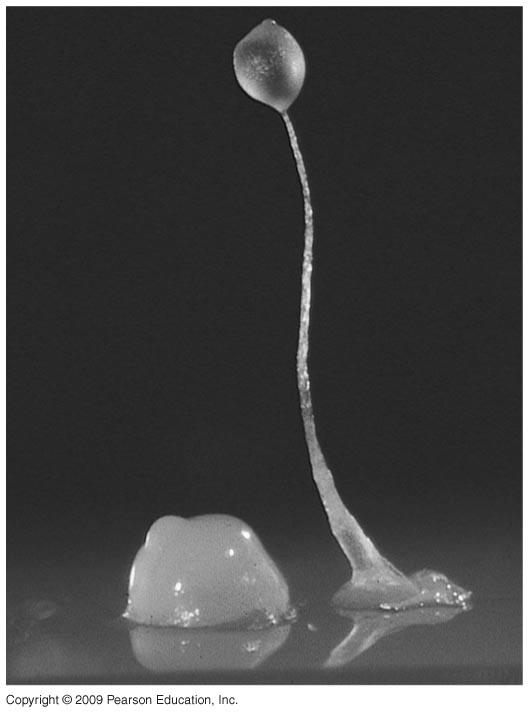 scarce, the amoeboid cells swarm together in a slug-like aggregate, migrate to the soil