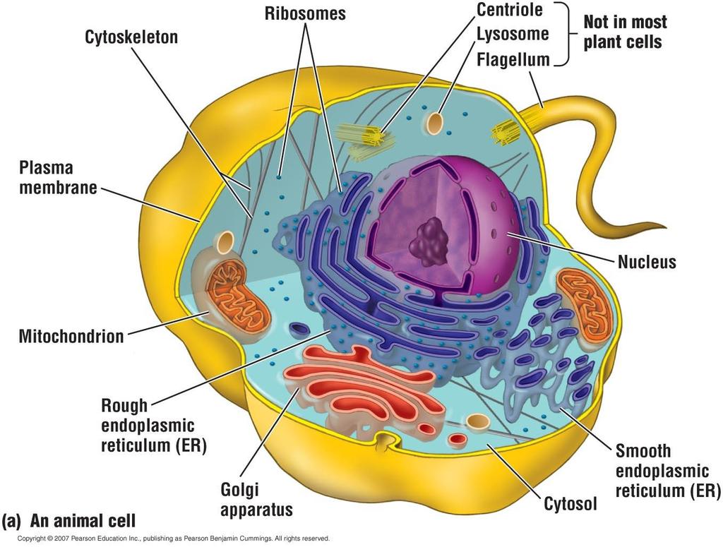 Animal cell structures: Plasma membrane Nucleus Cytosol Ribosomes Endoplasmic reticulum Golgi apparatus Mitochondria Cytoskeleton