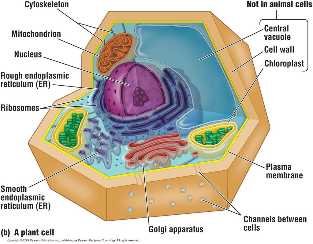 Plant cell structures: Plasma membrane Nucleus Cytosol Ribosomes Endoplasmic reticulum Golgi apparatus Mitochondria Cytoskeleton Peroxisome Eukaryotes: Plant