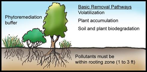 Phytoremediation 31 Use of plants for on-site treatment of contaminated