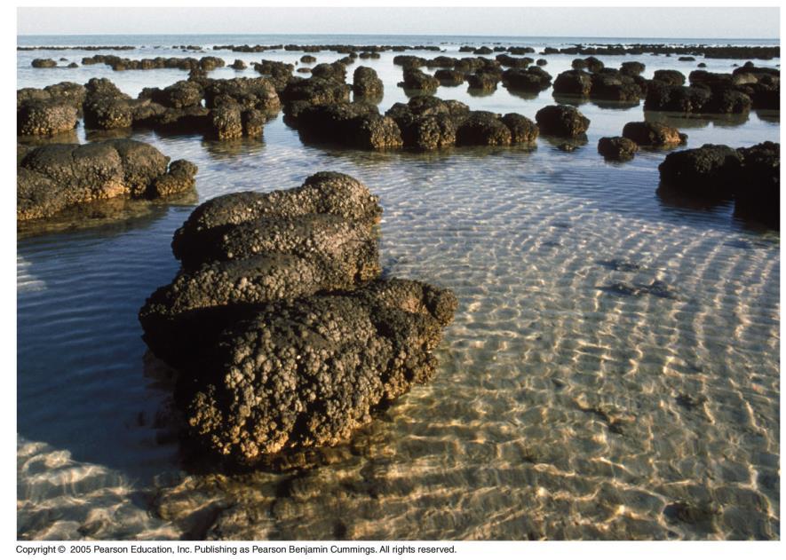 living stromatolite (below) When did