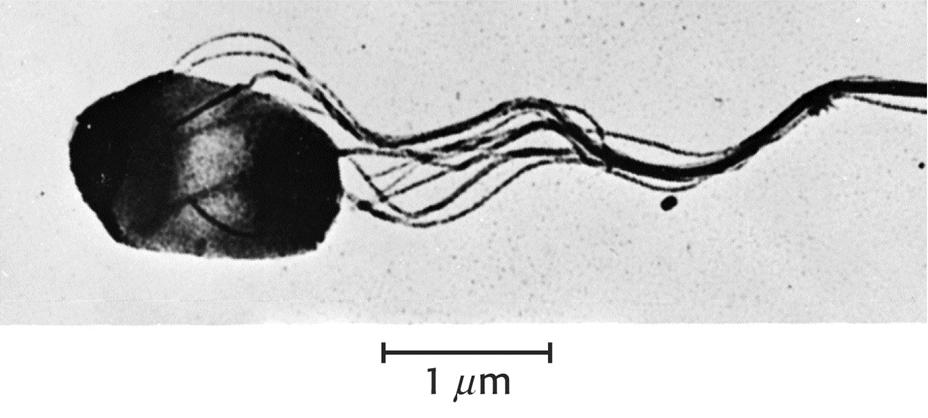 FIG. 3: Electron-microscope picture of a Salmonella bacterium, an organism that swims with a mechanism similar to that of Escherichia coli. Note the gathering of its several flagella during swimming.