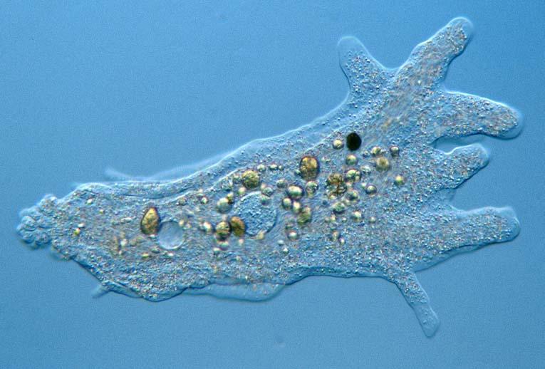 FIG. 4: Two pictures of amoeba proteus displaying different shapes of its pseudopodia. Left panel: The cell is crawling thanks to its knobby pseudopodia.