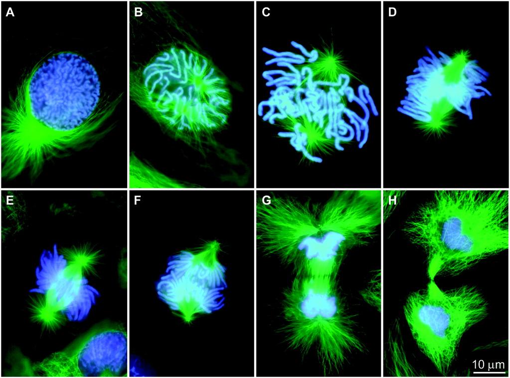 FIG. 6: (A to H) Fluorescence micrographs of mitosis in fixed newt lung cells stained with antibodies to reveal the microtubules (MT, green) a, and with a dye (Hoechst 33342) to reveal the