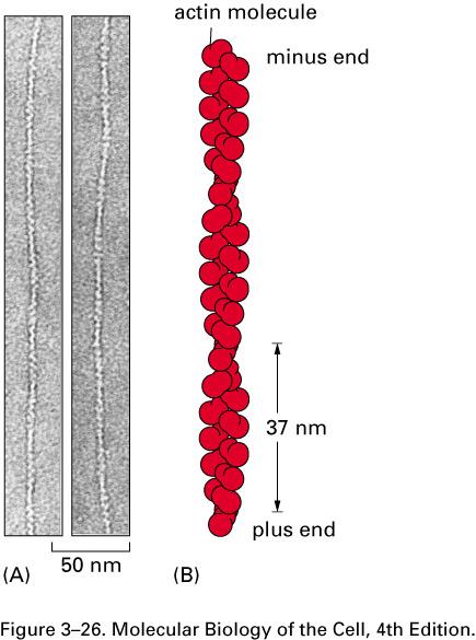 FIG. 8: Electron micrographs and structures of actin filaments and microtubules. Left panel: (A) Electron micrographs of negatively-stained actin filaments.