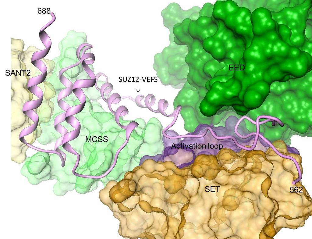 Supplementary Figure 4. SUZ12-VEFS (562 688) structure in the context of the complex.