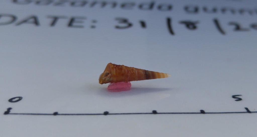 Figure 12. Live specimen of the native screw shell, Gazameda gunnii, collected during the targeted survey. Scale bar = 5 cm.