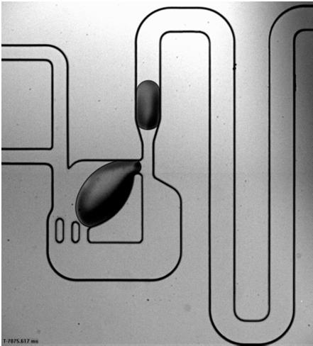 droplet manipulations: dilution on the microscale passive dilution structure is based on L/L and L/channel structure hydrodynamic interactions