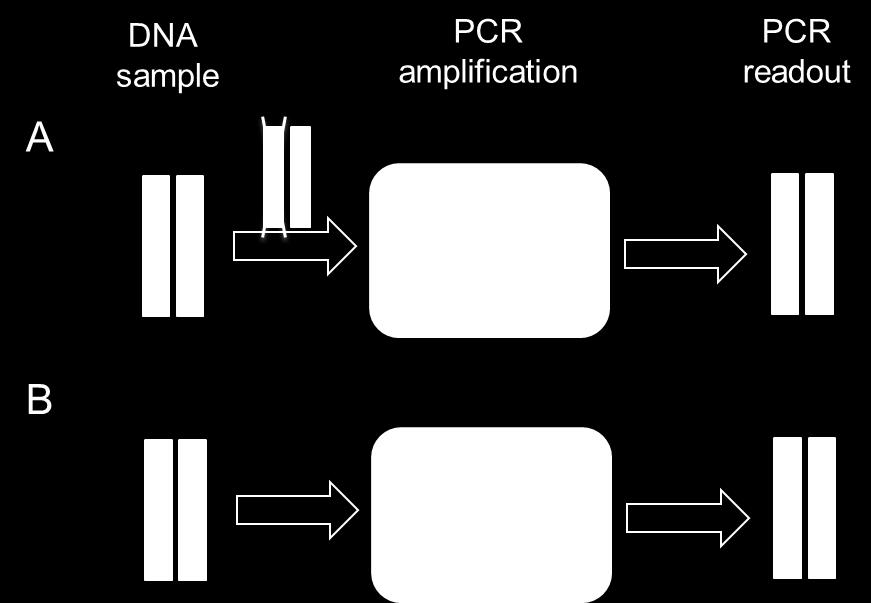 (A) Owing to sample-specific factors such as low DNA concentration or poor DNA quality, one of the two alleles drops out when preparing DNA for PCR amplification.